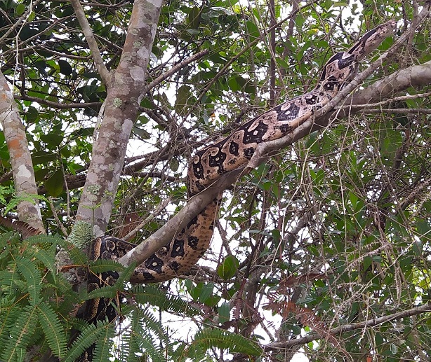 Boa, rencontré à côté du village...  :)