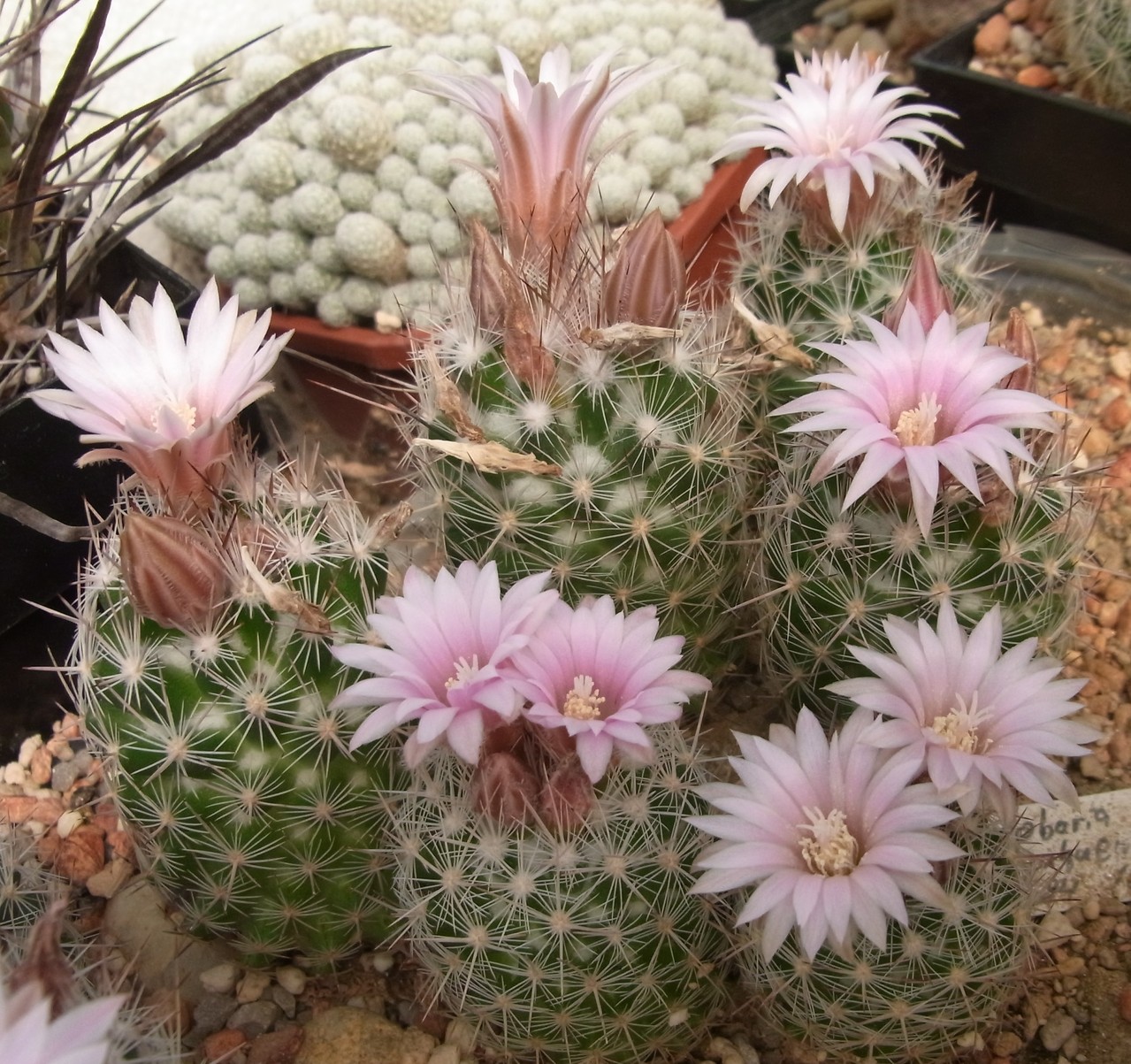 Escobaria Kakteen, Kaktus, Samen kaufen, Pflanzen kaufen, Hilfe, Pflege