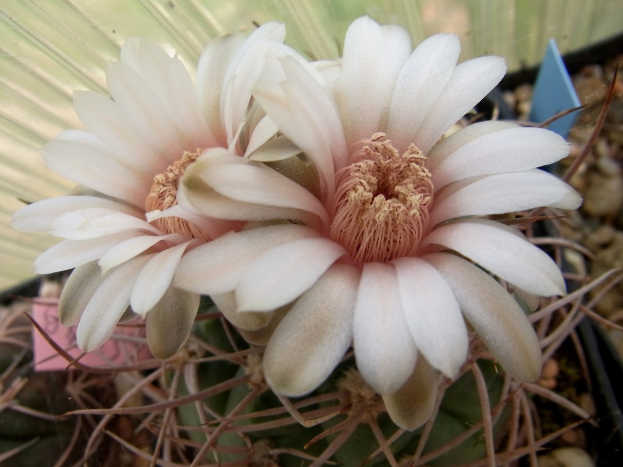 Gymnocalycium m...-...z - Kakteen, Kaktus, Samen kaufen, Pflanzen kaufen,  Hilfe, Pflege
