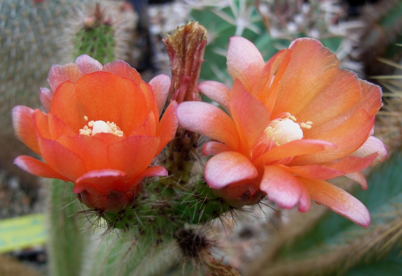 Corryocactus Kakteen, Kaktus, Samen kaufen, Pflanzen kaufen, Hilfe