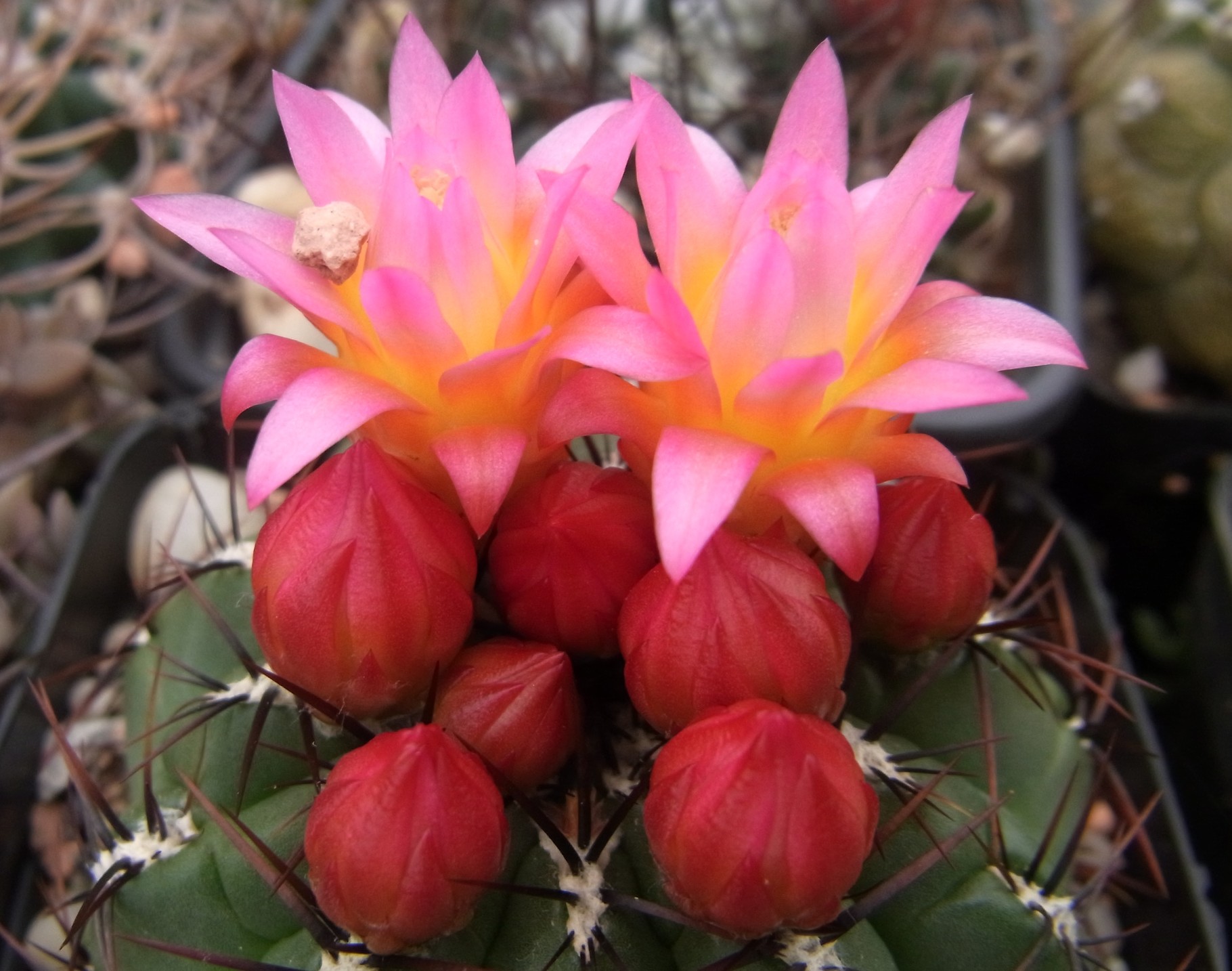 Oroya - Kakteen, Kaktus, Samen kaufen, Pflanzen kaufen, Hilfe, Pflege