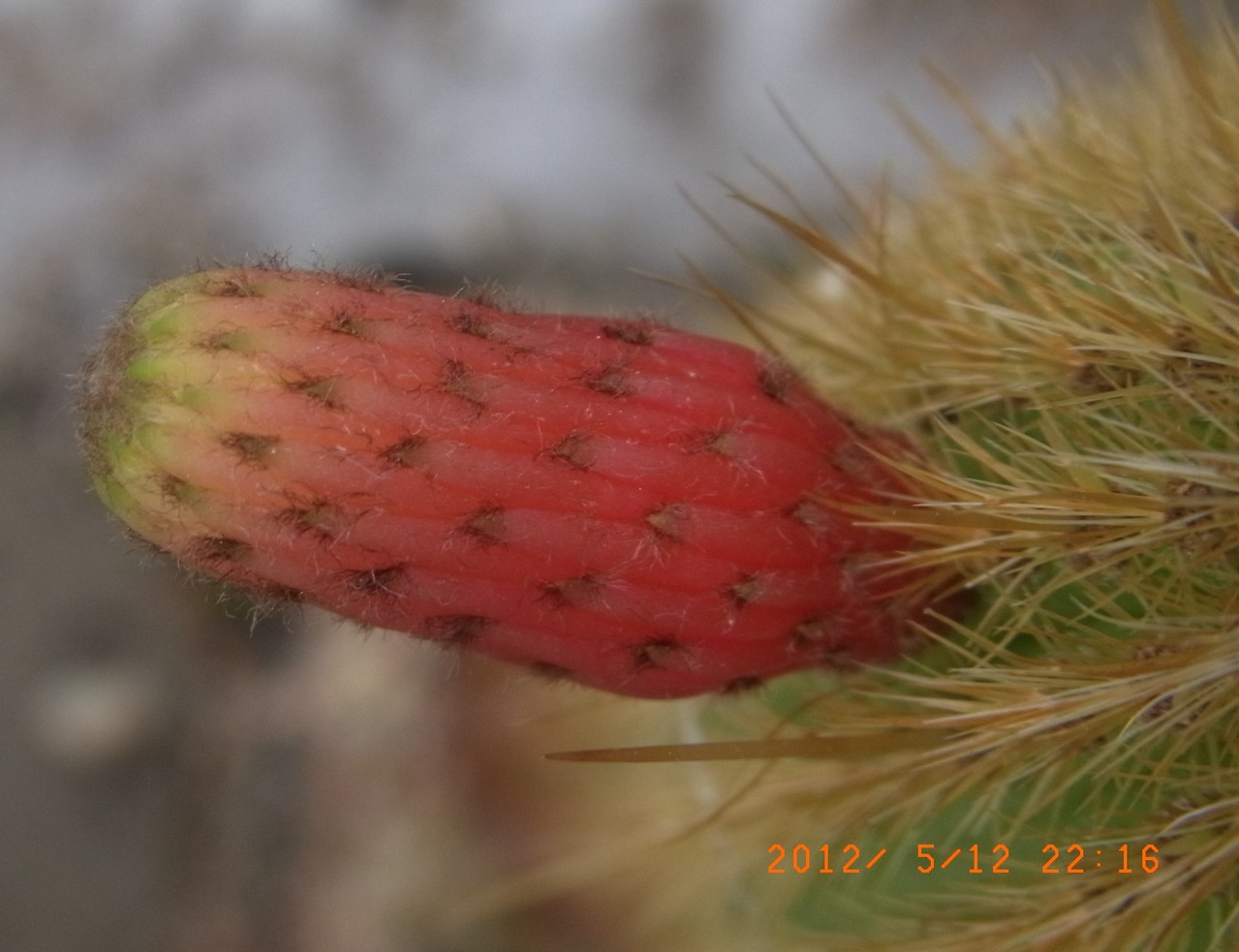 Cleistocactus - Kakteen, Kaktus, Samen kaufen, Pflanzen kaufen, Hilfe,  Pflege
