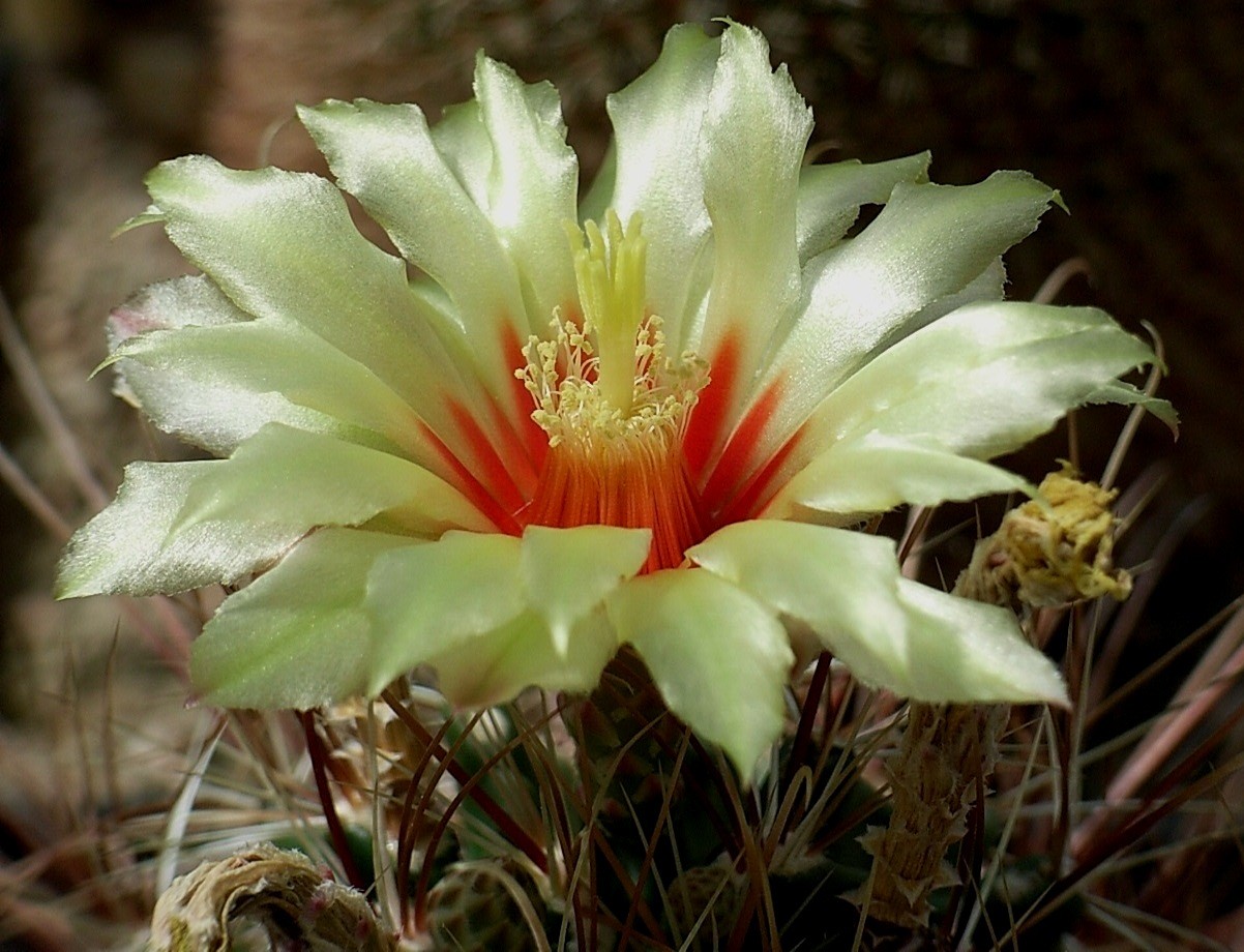 Hamathocactus - Kakteen, Kaktus, Samen kaufen, Pflanzen kaufen, Hilfe,  Pflege
