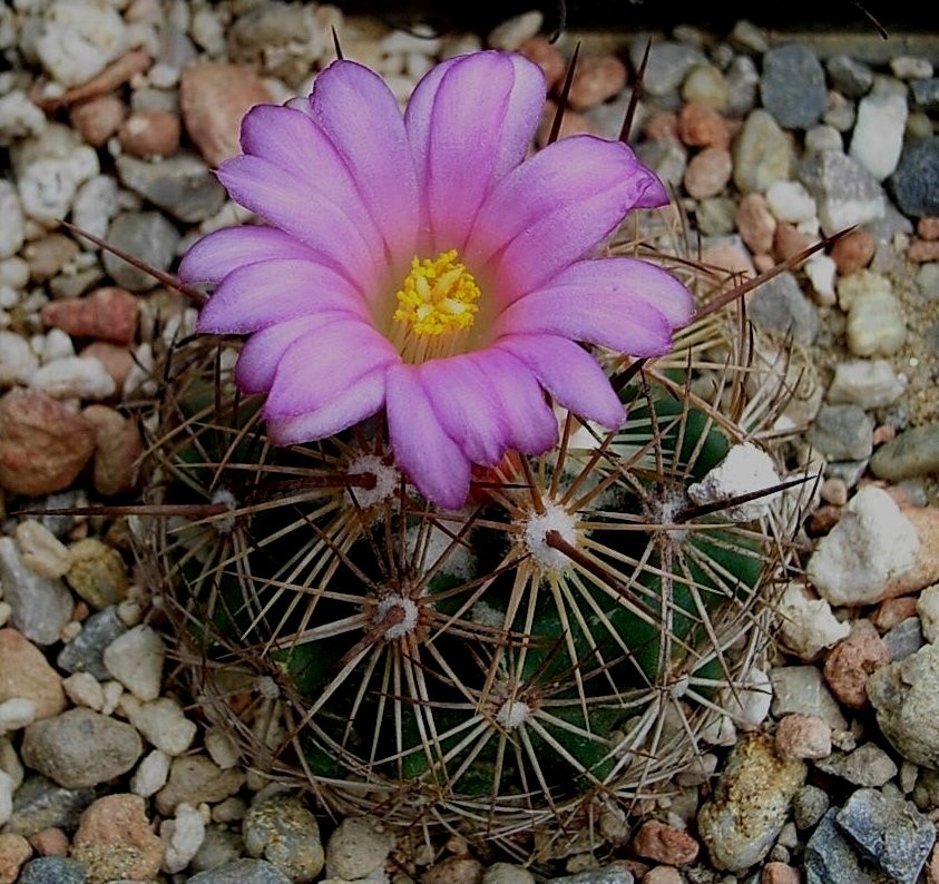 Coryphantha pusiliflora