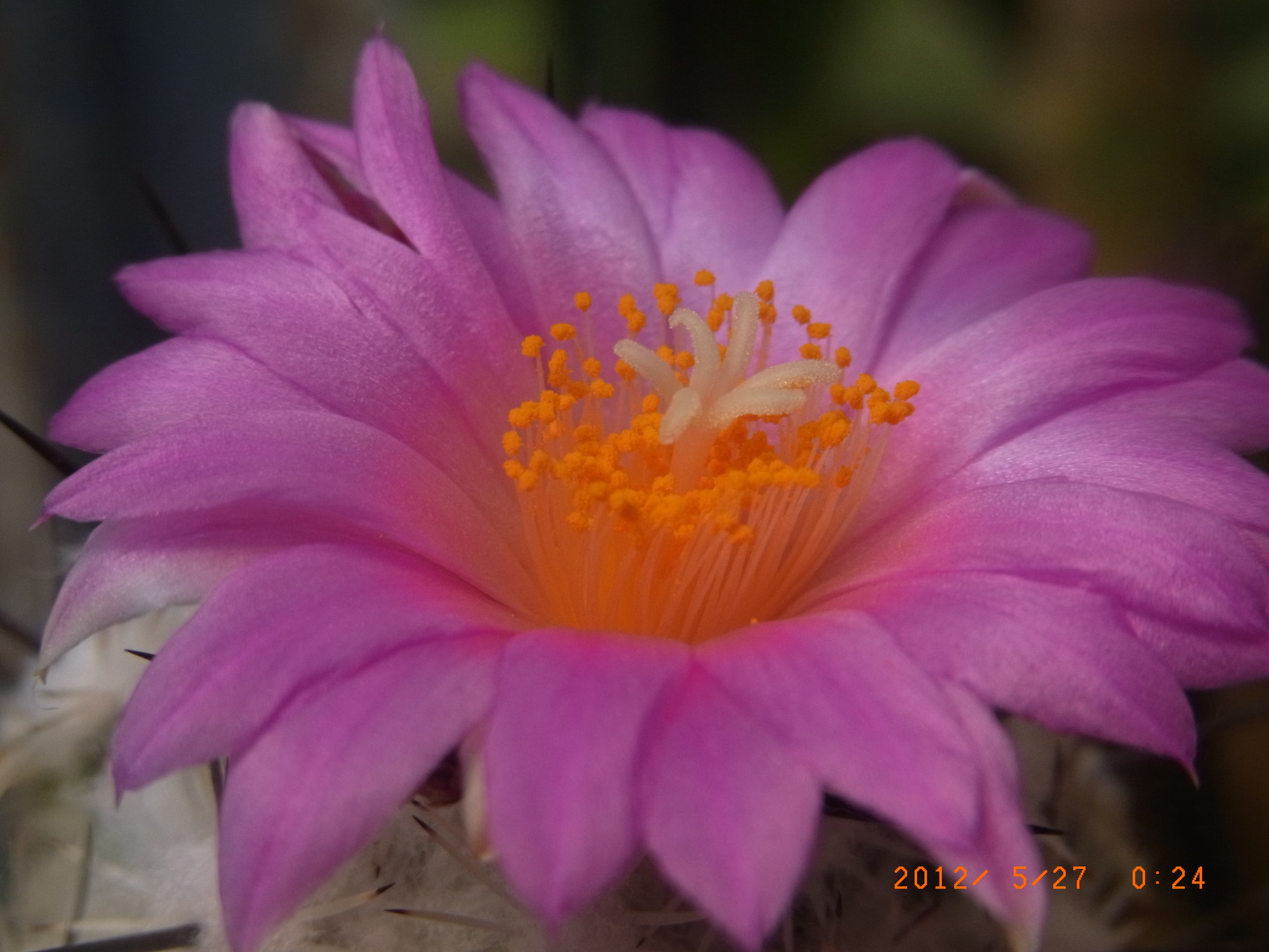 Neolloydia Kakteen, Kaktus, Samen kaufen, Pflanzen kaufen, Hilfe, Pflege