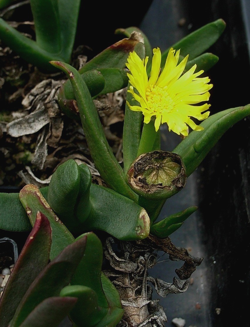 Glottyphyllum