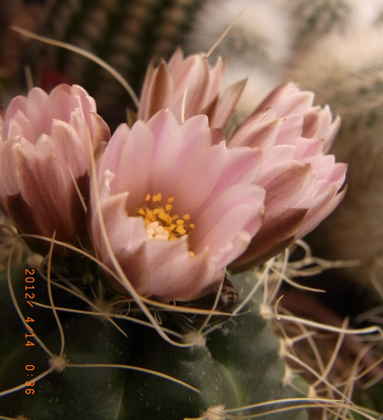 Echinocereus a......m Kakteen, Kaktus, Samen kaufen, Pflanzen kaufen