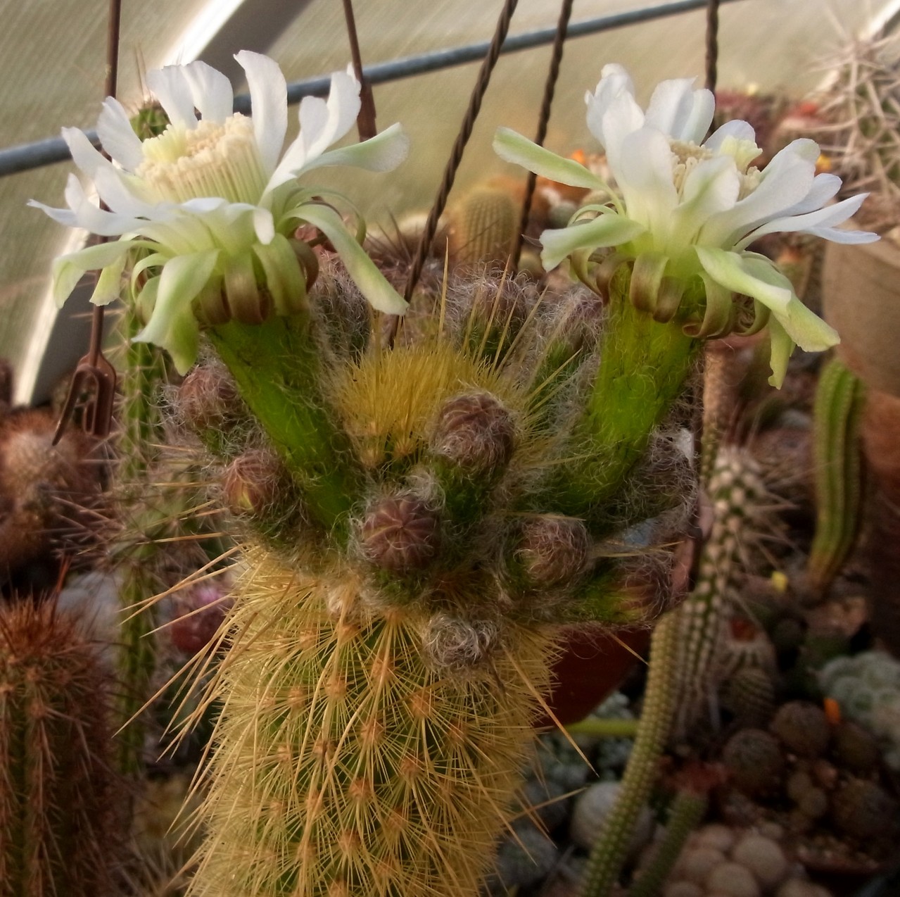 Haageocereus Kakteen, Kaktus, Samen kaufen, Pflanzen kaufen, Hilfe