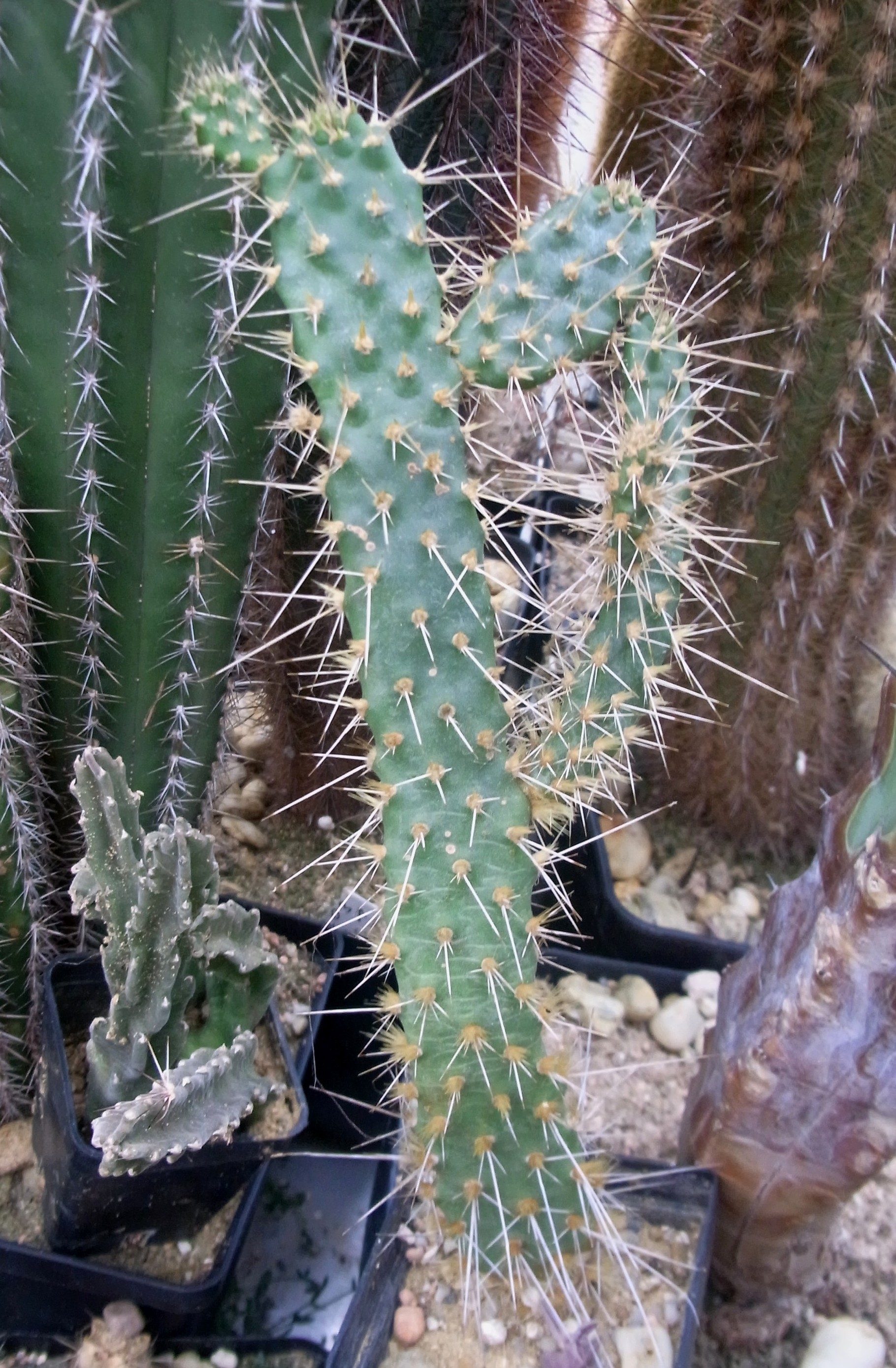 Pflanzenvorstellung Kakteen, Kaktus, Samen kaufen, Pflanzen kaufen