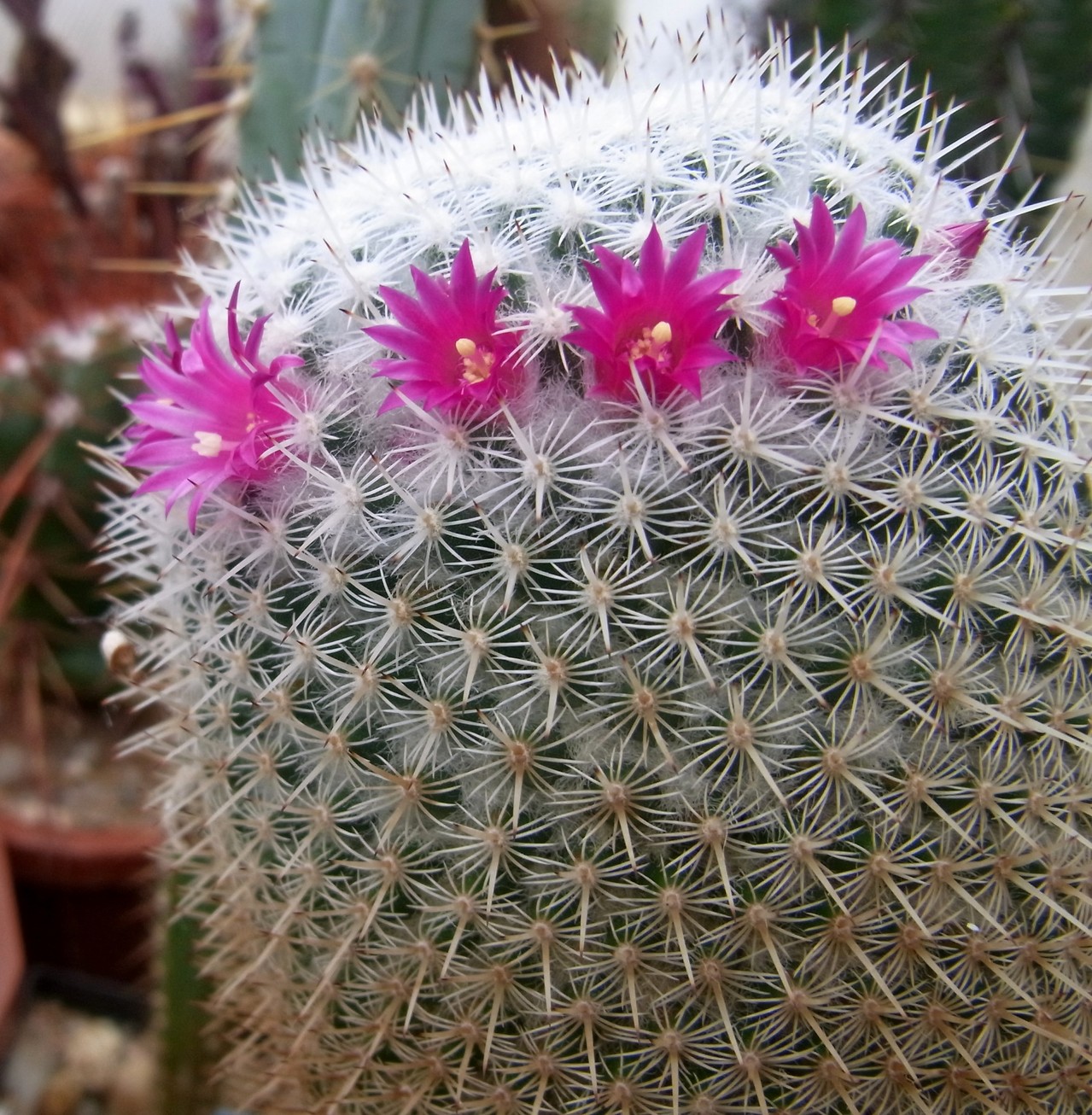 Mammillaria a-d - Kakteen, Kaktus, Samen kaufen, Pflanzen kaufen, Hilfe,  Pflege