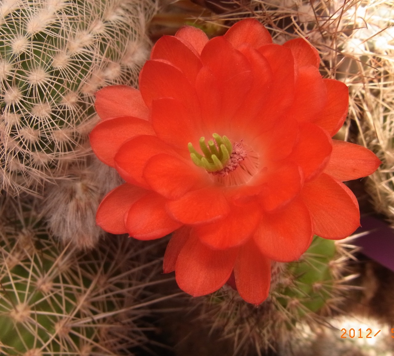 Echinocereus a...-...m - Kakteen, Kaktus, Samen kaufen, Pflanzen kaufen,  Hilfe, Pflege