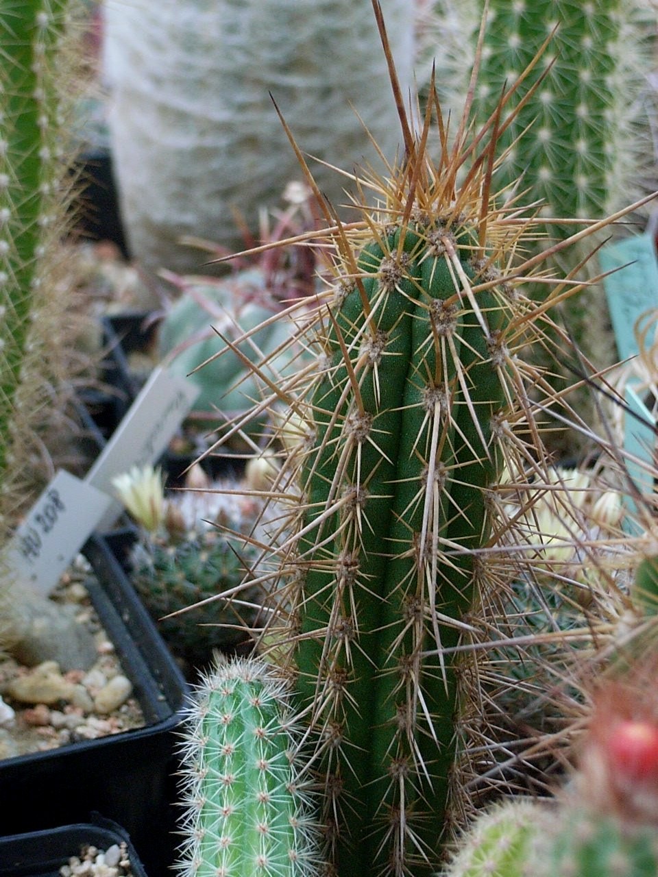 Eulychnia breviflora