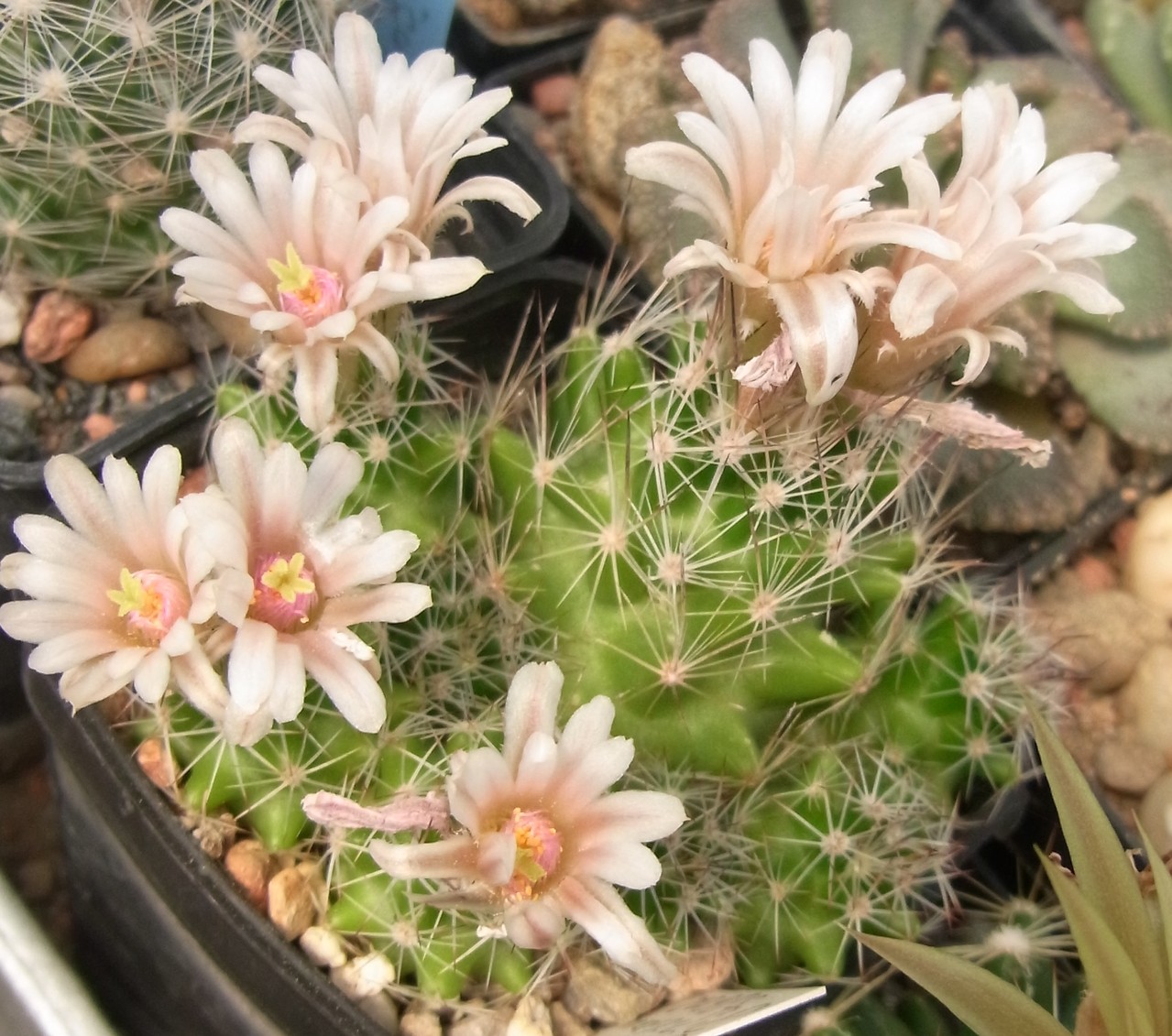 Escobaria Kakteen, Kaktus, Samen kaufen, Pflanzen kaufen, Hilfe, Pflege