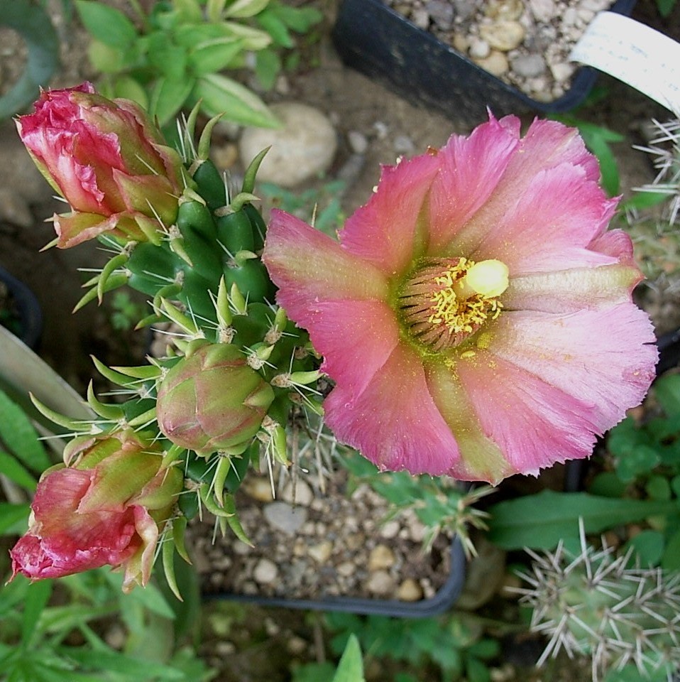 Cylindropuntia imbrincata