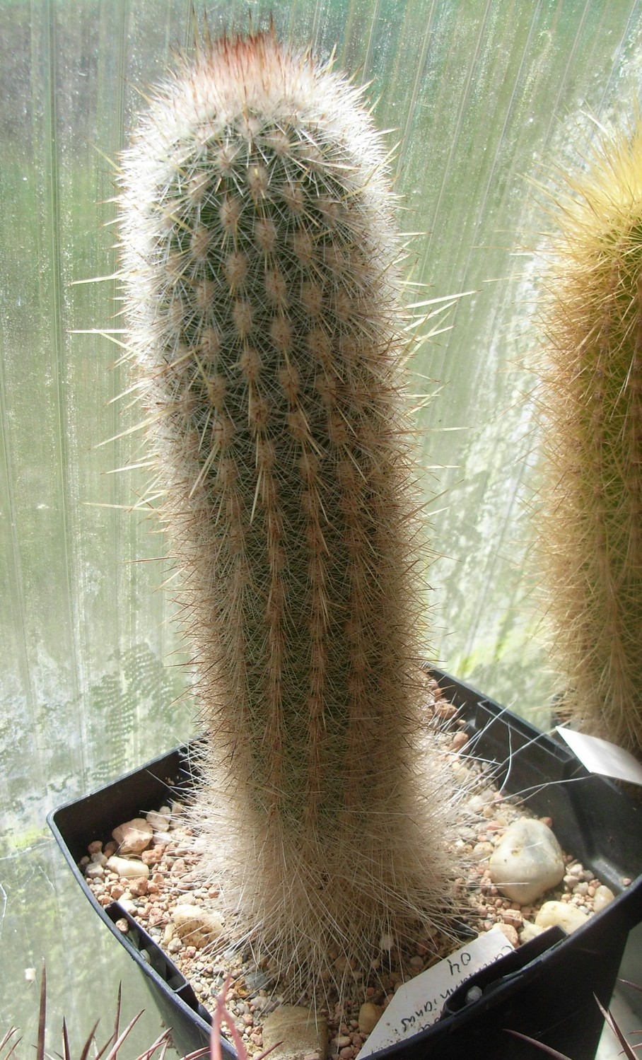 Espostoa cullmaniana - Thrixanthocereus