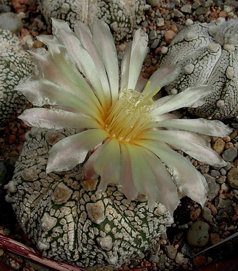 Astrophytum Hybride X00I, 