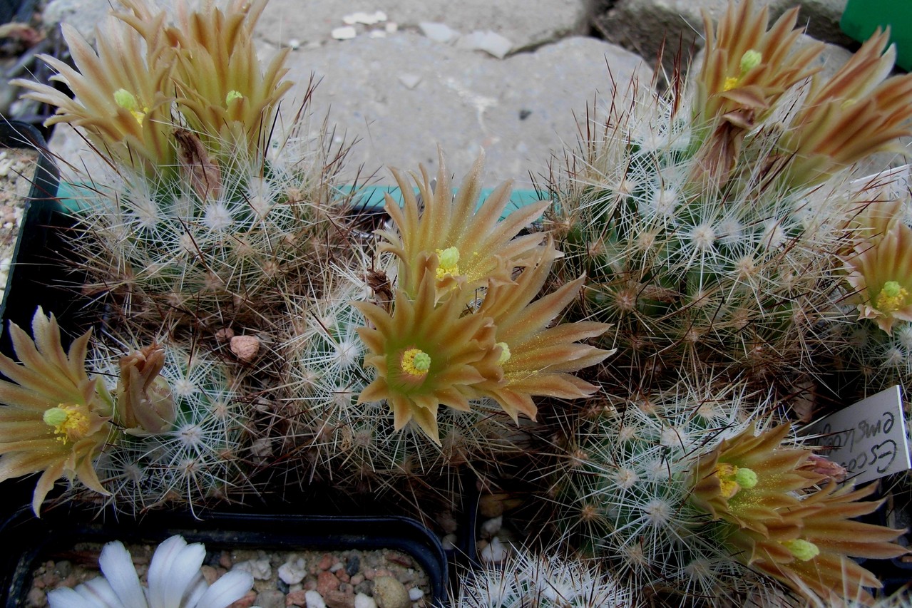 Escobaria Kakteen, Kaktus, Samen kaufen, Pflanzen kaufen, Hilfe, Pflege