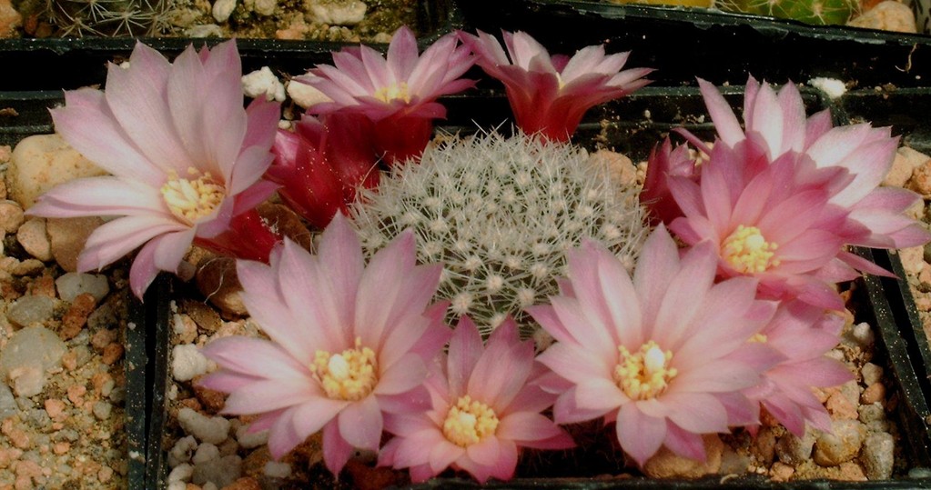 Rebutia espinosae