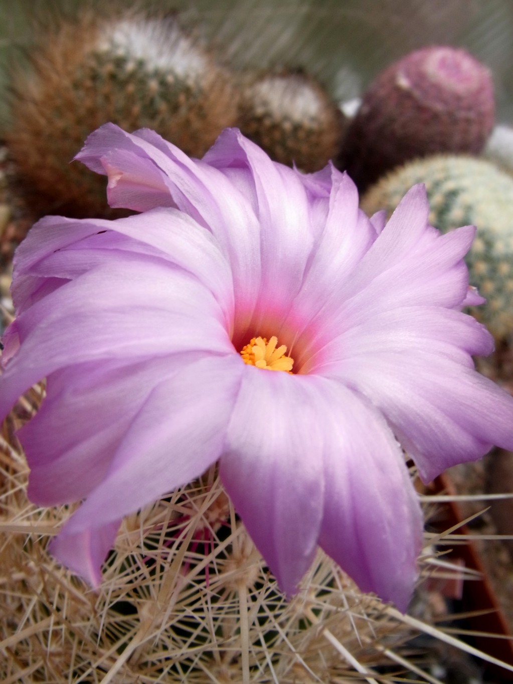 Thelocactus Kakteen, Kaktus, Samen kaufen, Pflanzen kaufen, Hilfe, Pflege