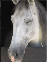 Eén van de paarden uit de stallen naast het kasteel. De hoofdrolspelers in de dagelijkse middeleeuwse shows die bij het kasteel worden opgevoerd.