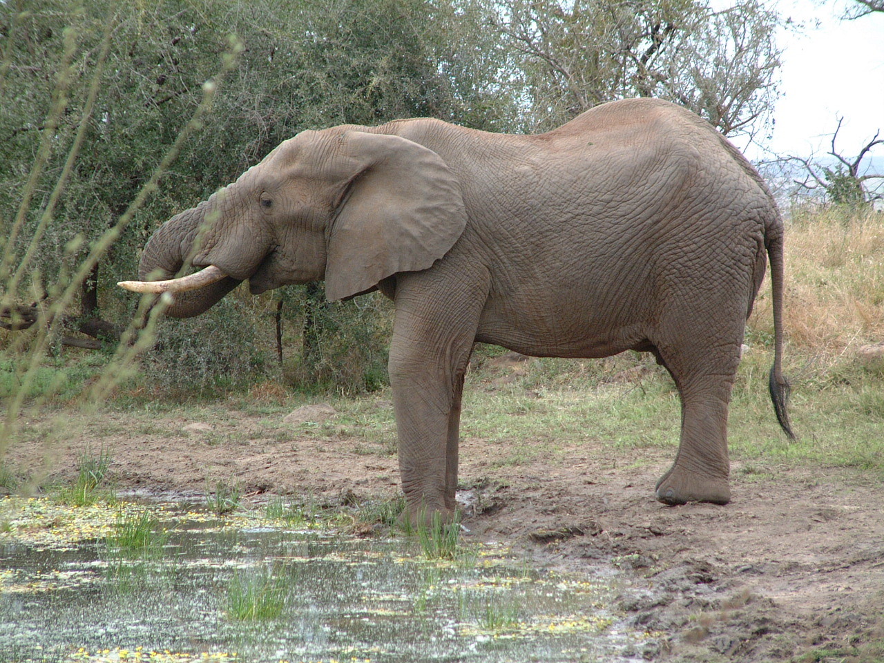 Olifant in het Krüger Park in, Zuid-Afrika.