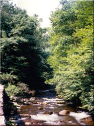 Een blik op het Great Smoky Mountains National Park. Een mooie mix van planten dieren en bergen in Tennessee, North Carolina.