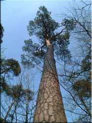 Een beeld van één van de bomen waaraan het Mastbos haar naam te danken heeft. De grove dennen werden vroeger n.m. 'mastbomen' genoemd.