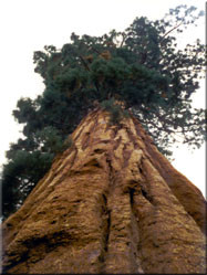 Tussen de 2300 en 2700 jaar oud pronkt de 'General Sherman' tree in het Sequoia National Park in de staat California.