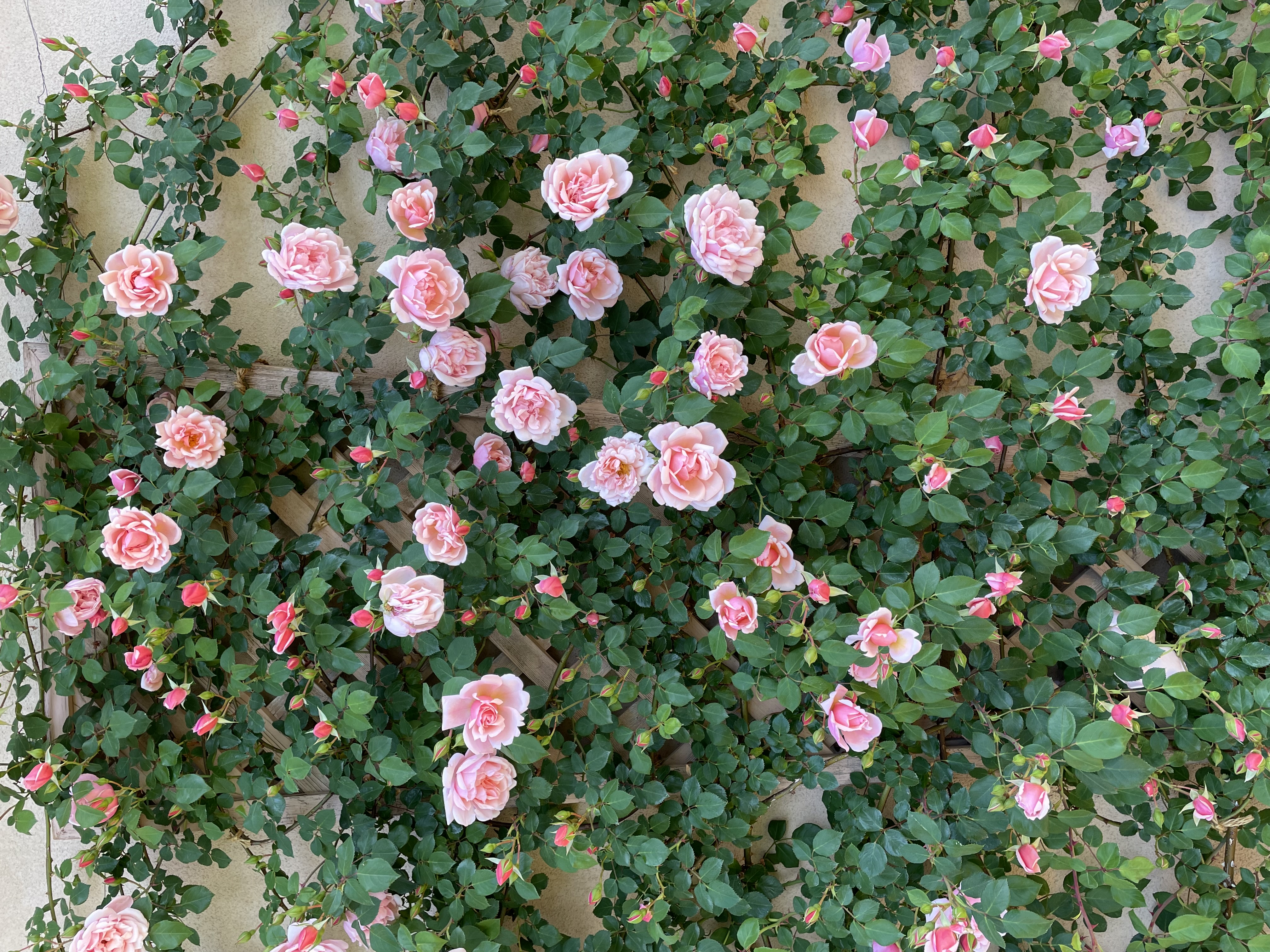 English Garden Roses - 青い薔薇社