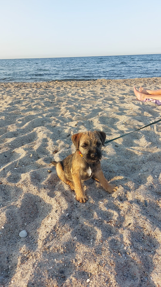 Ruby macht es richtig - sie verbringt die heißen Tage an der Ostsee