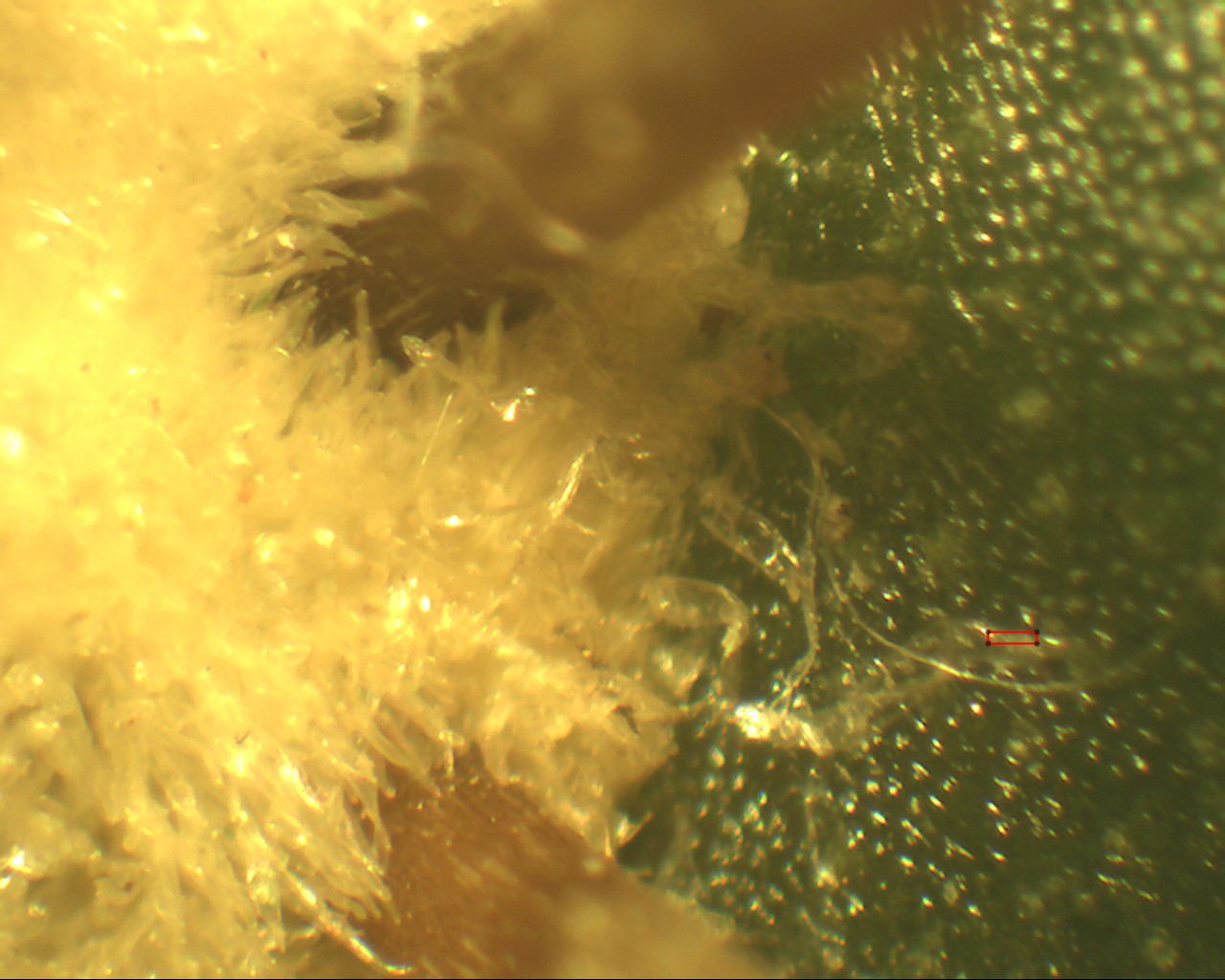 Trichomes de Echinopsis rhodotricha, observés à la loupe binoculaire, grossissement 20