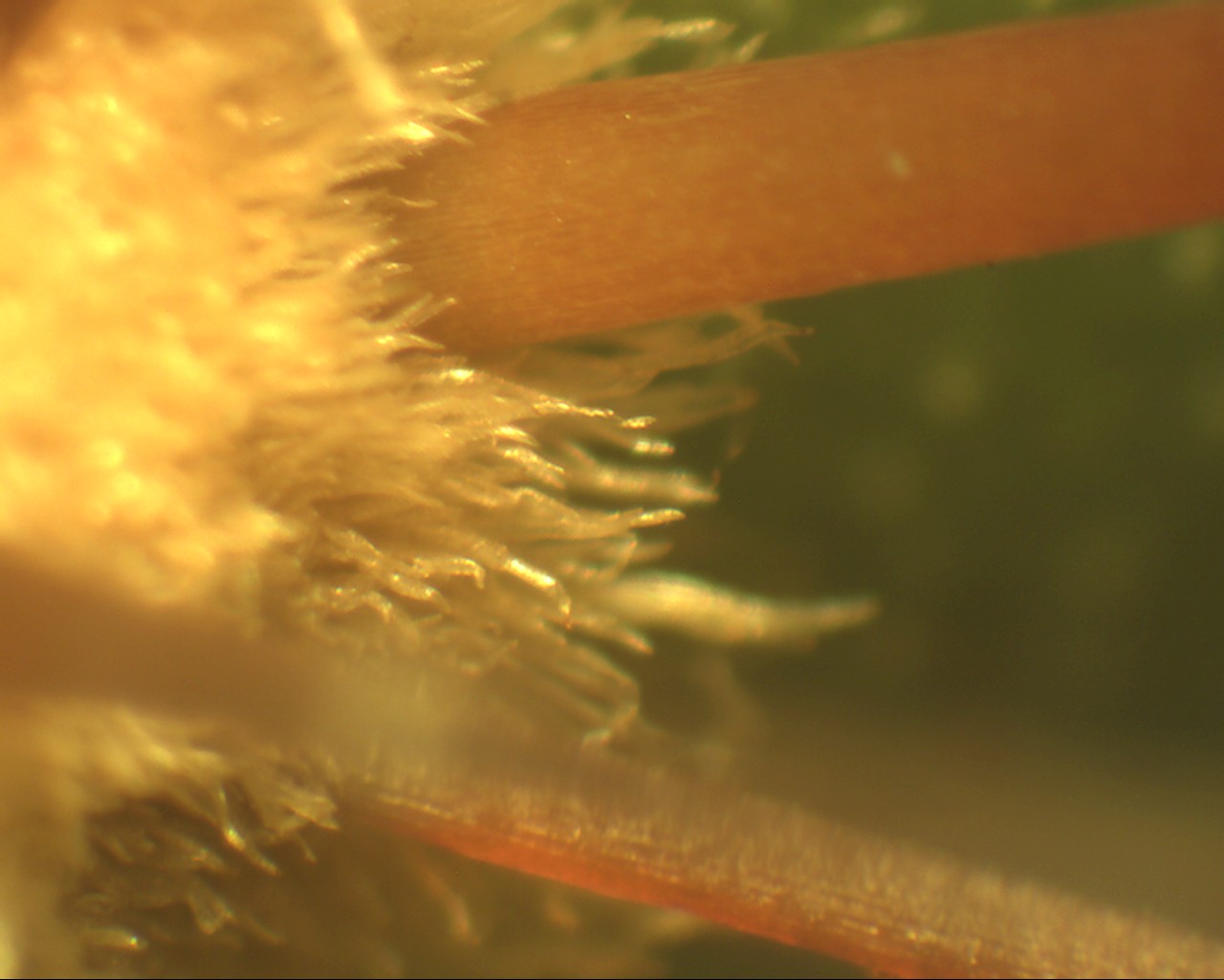 Trichomes de Pilosocereus Pachycladus, observés à la loupe binoculaire, grossissement 20