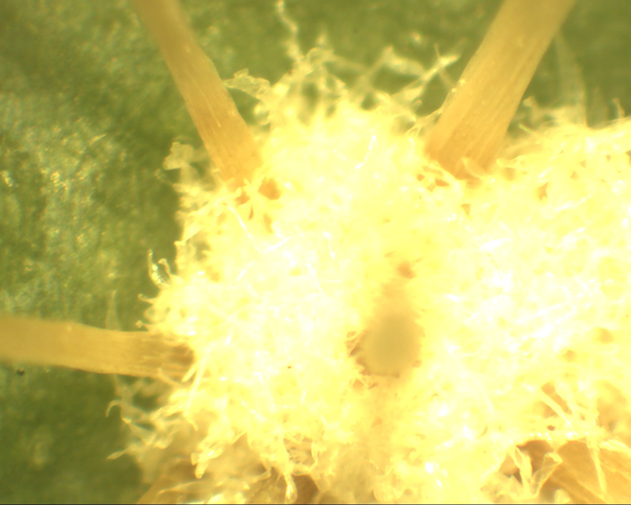 Trichomes de Pilosocereus Pachycladus, observés à la loupe binoculaire, grossissement 20