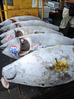 Grosse (ca.100kg) eingefrorene Tunfische