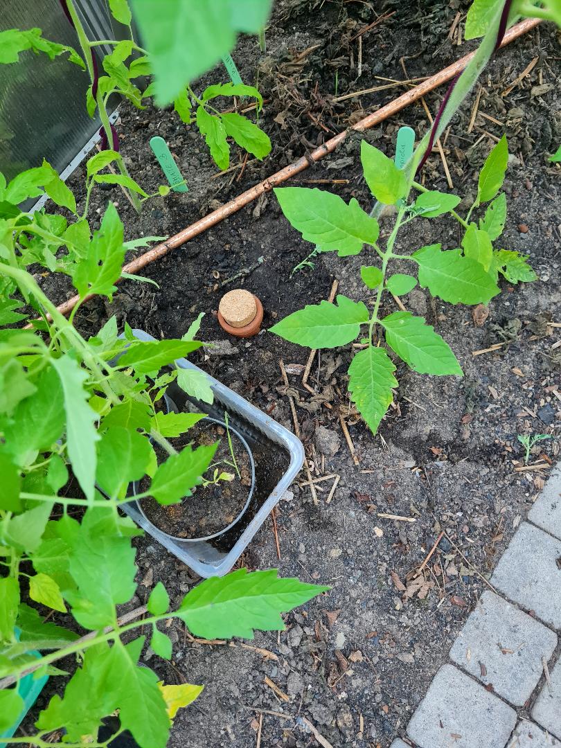 Olla zur Bewässerung von MeinGartenzauber.de
