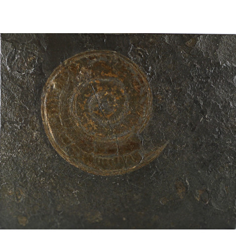 Haropceras-Fossil in Posidonienschiefer als Wandschmuck.