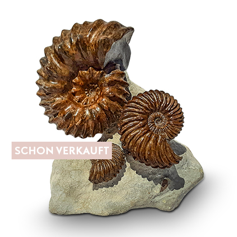 Dekorative Ammoniten asu Frankreich in Muttergestein.