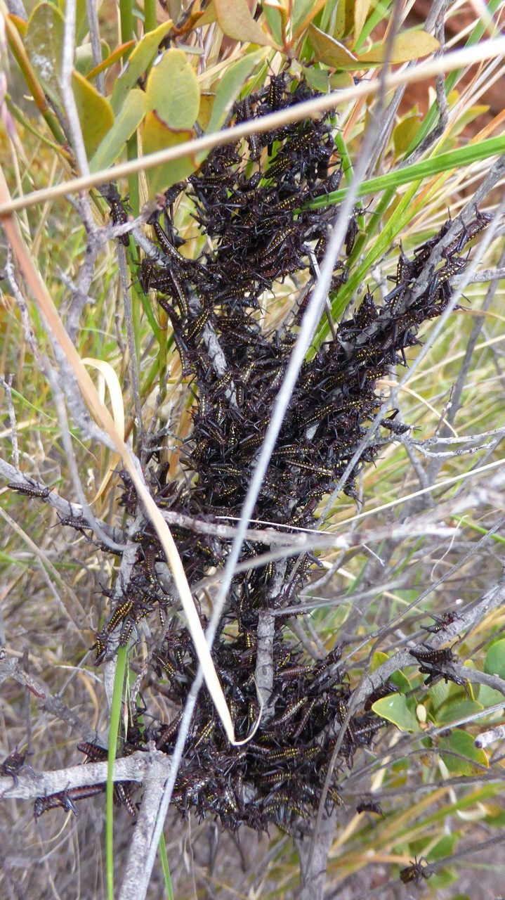 Phymateus baccatus L1 - Waterberg, Namibia