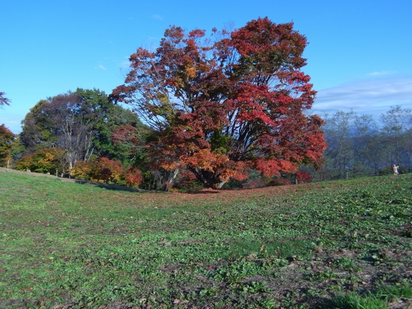 長野県池田町　大峰高原　七色大カエデ