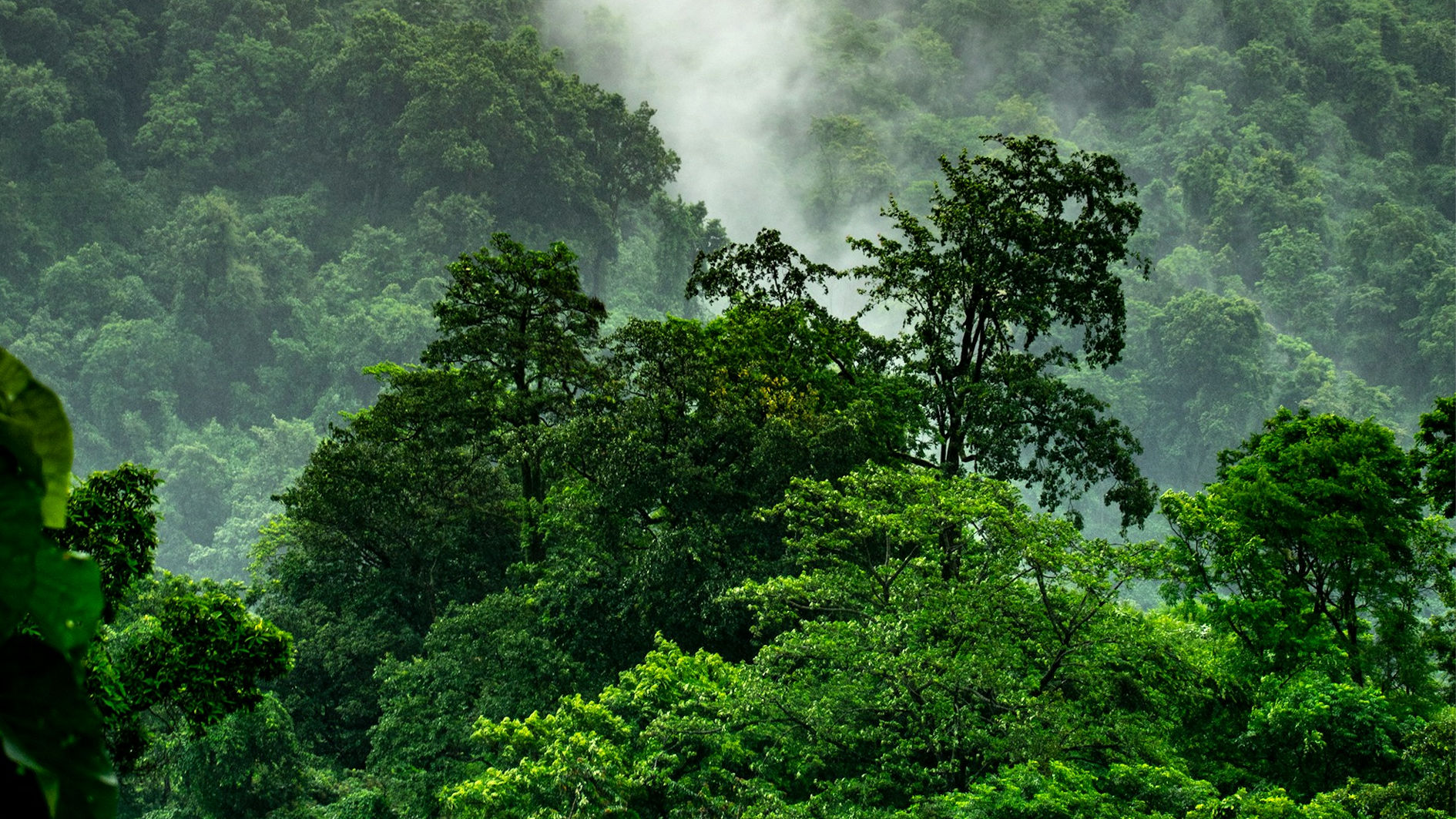 Klimakonferenz und Regenwaldschutz