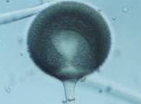 リゾープス菌の胞子