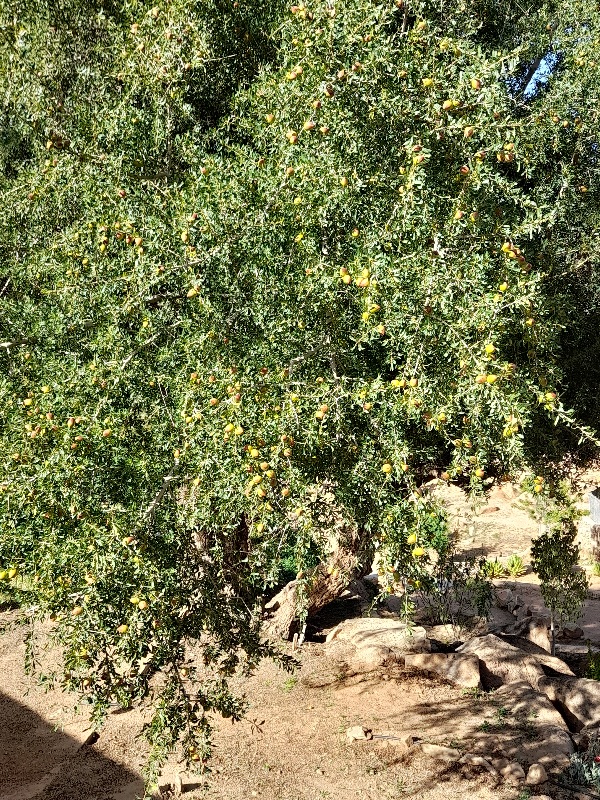 Das ist ein Arganbaum. Die Früchte sind etwas größer als Oliven. 