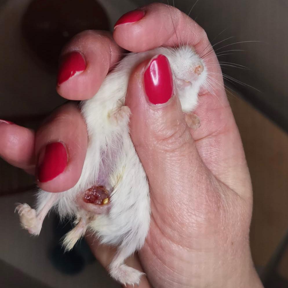 Hamster sind Einzelgänger!