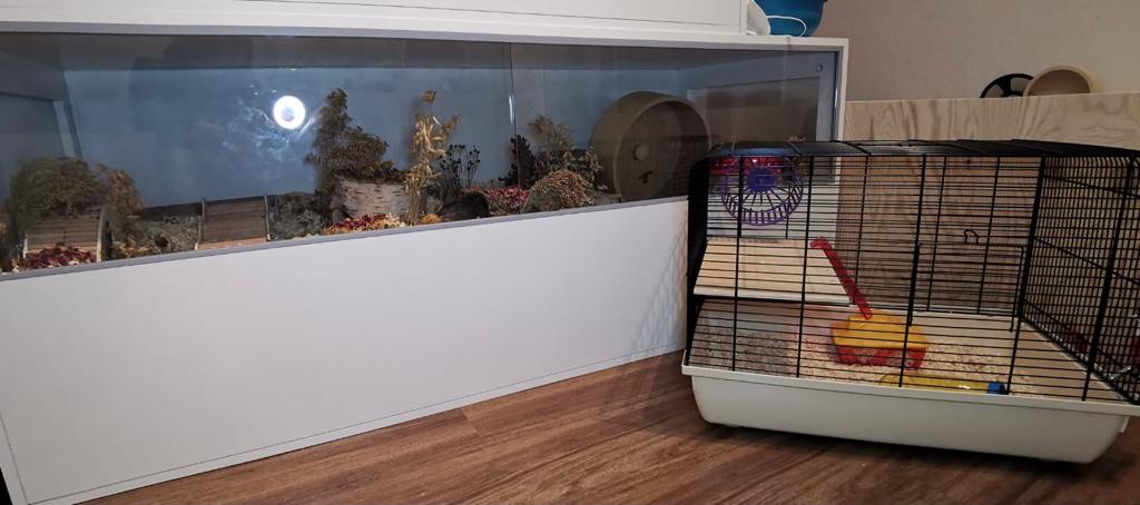 Auch der bereits vorhandene Hamster muss artgerecht leben...