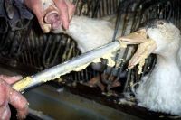 Stopfleber (Foie gras) Foto www.tierschutzbilder.de