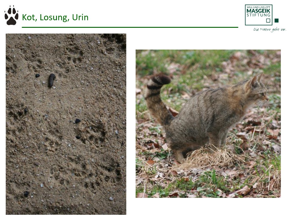 Trittsiegel und Kot Wildkatze