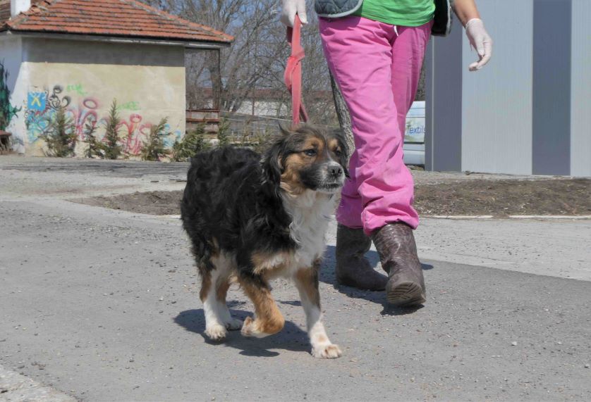 Scarlett (weibl., geb. ca. Oktober 2018) sehnt sich nach Zuwendung