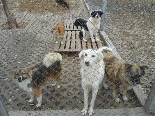 Calla, Yola und Britti (vorne) und Tabea und Liza (hinten)