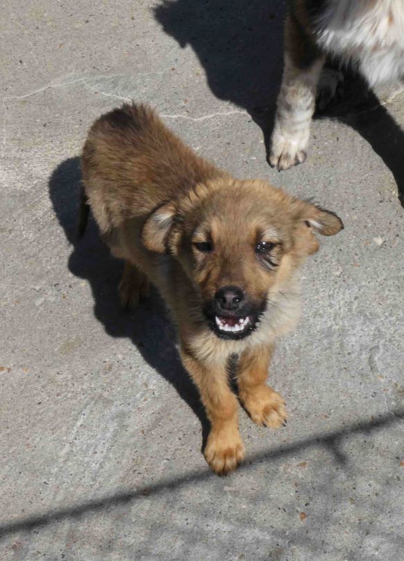 Nadim (männl., geb. ca. November 2020) soll das Tierheim ganz, ganz