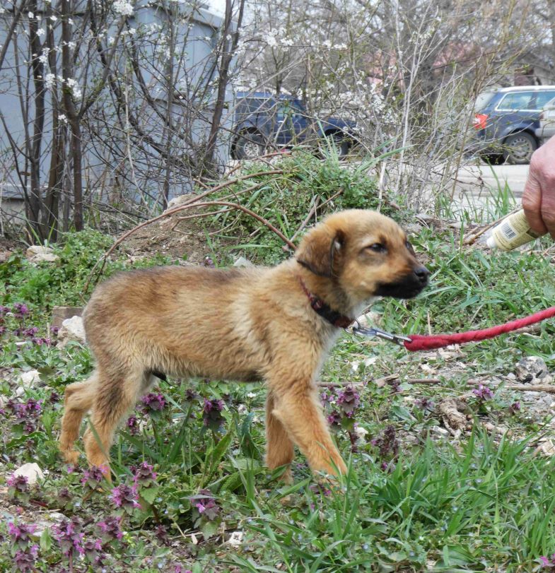 Nadim (männl., geb. ca. November 2020) soll das Tierheim ganz, ganz
